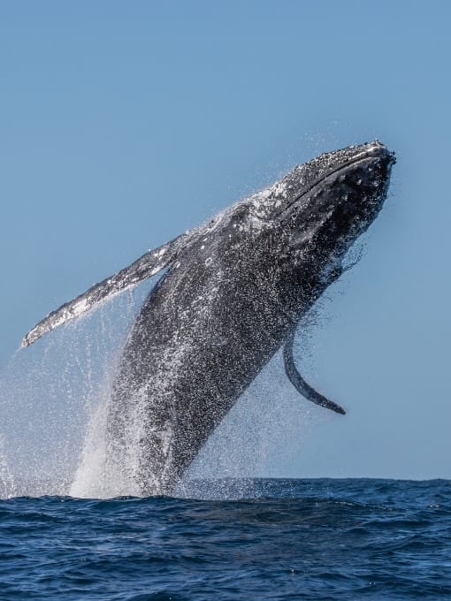Blue Moon Yacht LLC Avistamiento de Ballenas