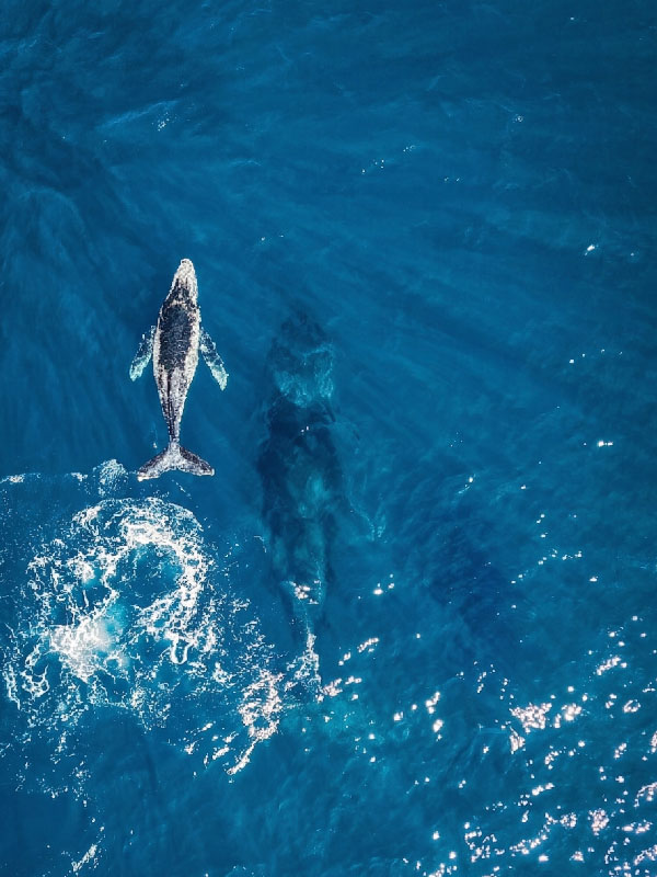 whale-from-sky Blue Moon Yacht LLC Events